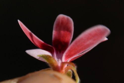 Image of Pelargonium capillare by (c) Tony Rebelo, some rights reserved (CC BY-SA)
