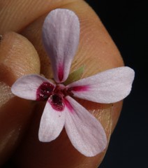 Pelargonium capillare