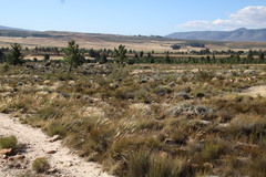 Pentameris eriostoma