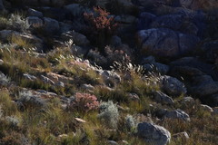 Pentameris eriostoma