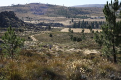 Pentameris eriostoma