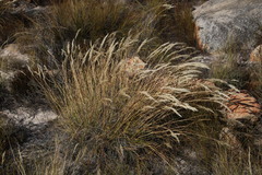 Pentameris eriostoma