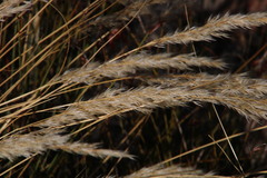 Pentameris eriostoma