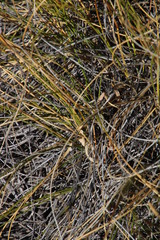 Pentameris eriostoma