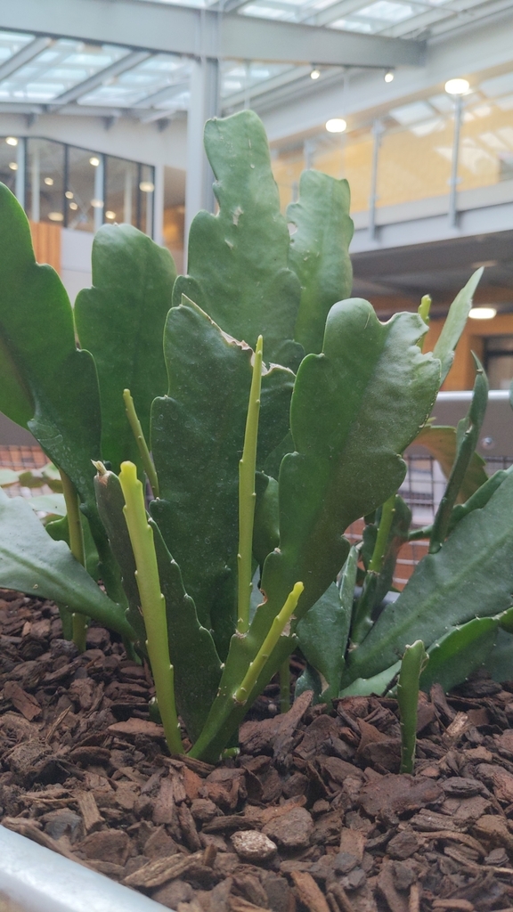 Orchid cactus from Ilam, Christchurch, New Zealand on August 10, 2023