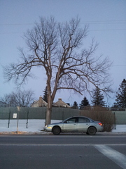 Ulmus thomasii