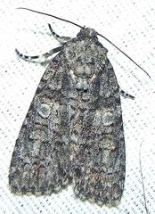 Acronicta tristis