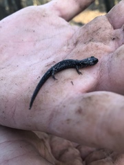 Plethodon grobmani