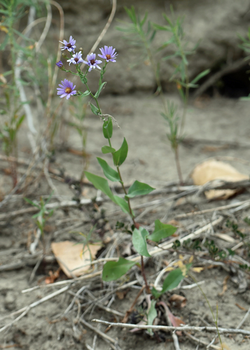 smooth blue aster