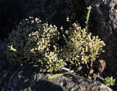 Dolichothrix ericoides