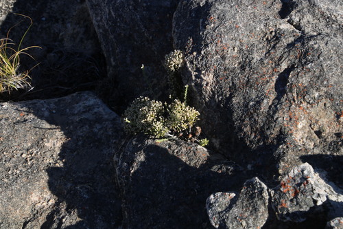 Image of Dolichothrix ericoides by (c) Tony Rebelo, some rights reserved (CC BY-SA)