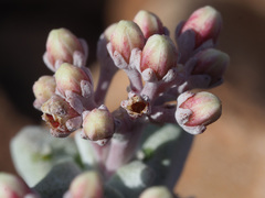 Crassula deltoidea