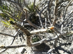 Cnidoscolus tehuacanensis