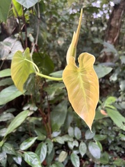 Philodendron hederaceum image