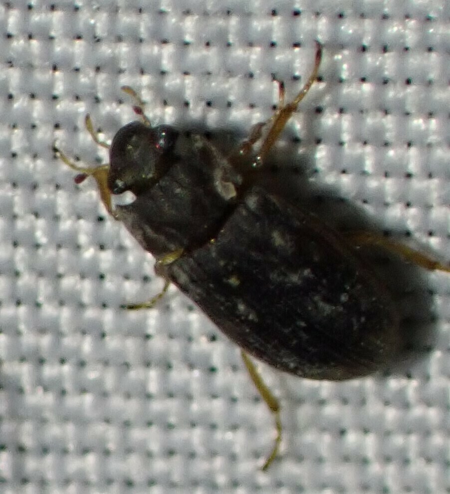 Helophorus from Erinview Campground, Woodlands, MB R0C, Canada on