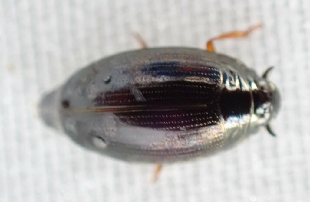Gyrinus from Erinview Campground, Woodlands, MB R0C, Canada on August 4