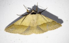 Ophyx ochroptera