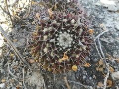 Mammillaria carnea