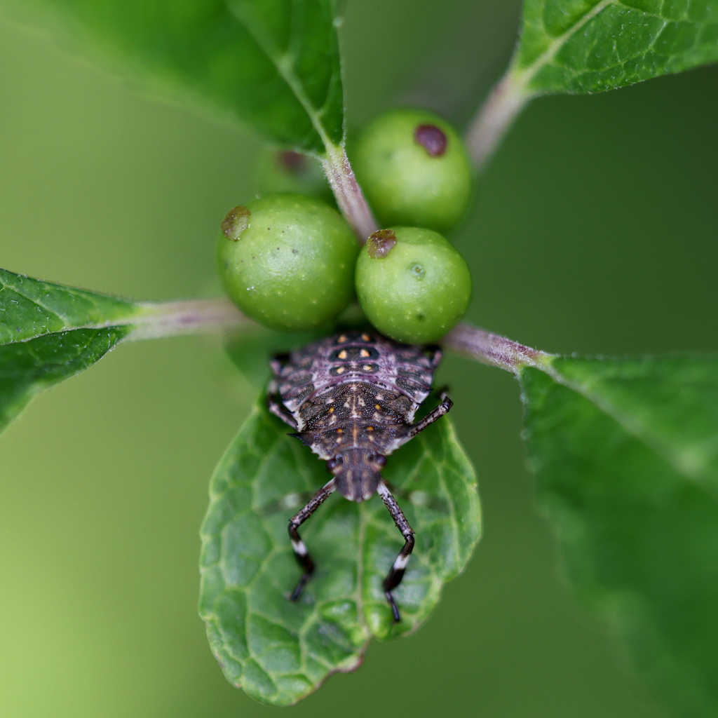 Brown Marmorated Stink Bug from Shepard Settlement, Onondaga County, NY ...