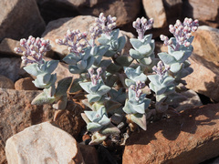 Crassula deltoidea