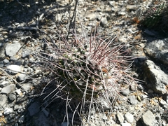 Mammillaria carnea