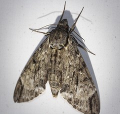 Psilogramma menephron