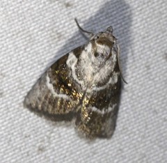 Acatapaustus metallopa