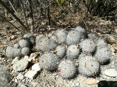Mammillaria haageana meissneri
