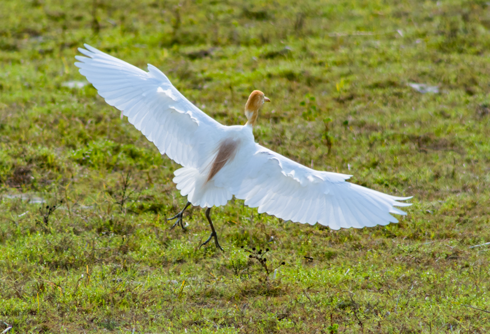 Tagak Cattle Egret from San Fernando Bypass Rd, San Fernando, La Union ...