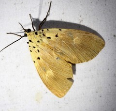 Asota iodamia