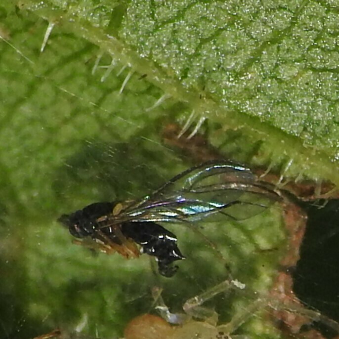 narrow-waisted-wasps-ants-and-bees-in-august-2023-by-donna-j-parry