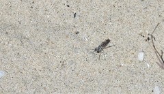 Laphystia