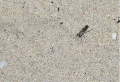 Laphystia
