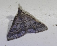 Dichromodes mesogonia