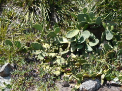 Opuntia anahuacensis