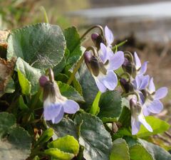 Viola suavis
