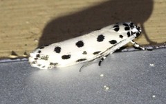 Ethmia sphaerosticha