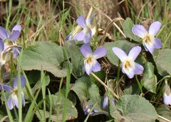 Viola suavis