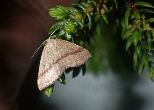 Cyclophora azorensis