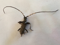 Didymocantha obliqua