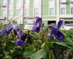 Viola odorata