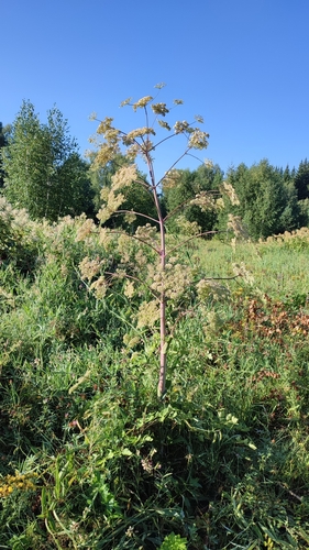 Image of Peucedanum verticillare by (c) Pavel Borodin, some rights reserved (CC BY)