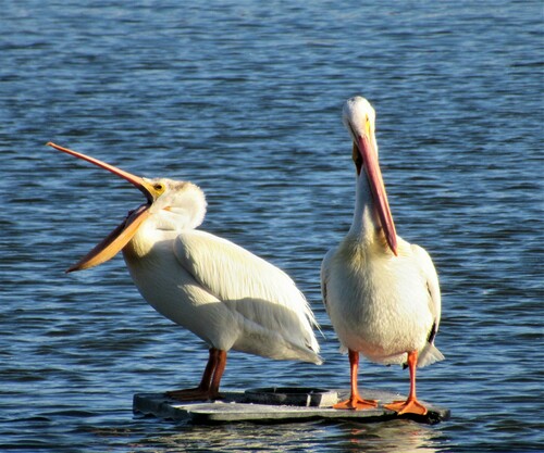 American White Pelican photographed in Oregon