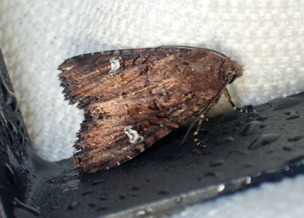 Owlet Moth
