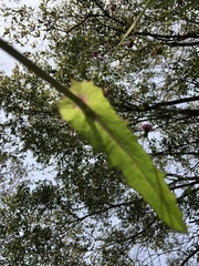 Emilia sonchifolia image
