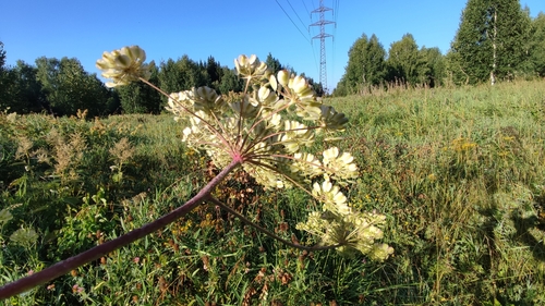 Image of Peucedanum verticillare by (c) Pavel Borodin, some rights reserved (CC BY)