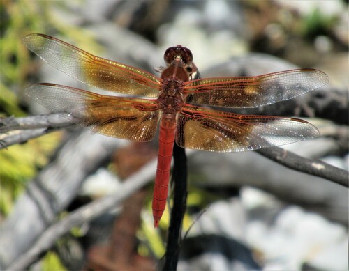 Flame Skimmer photographed in Oregon
