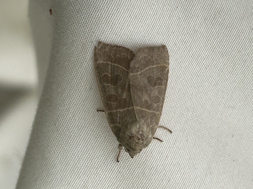 Even-lined Sallow photo 4