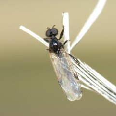 Bibiodes halteralis