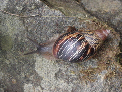Achatinidae